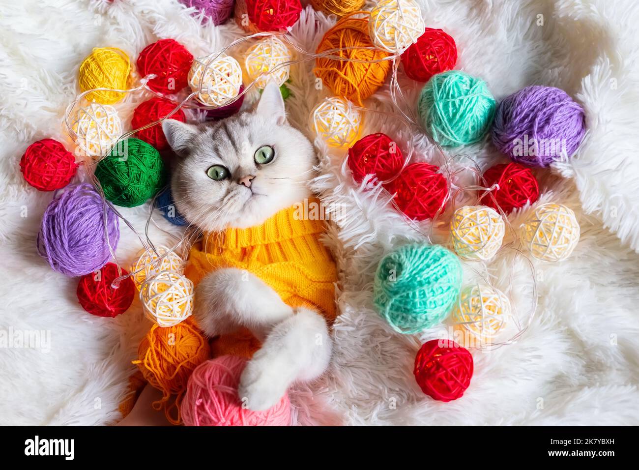 Un adorable chat blanc se trouve dans un chandail tricoté jaune, sur une couverture moelleuse avec un fil coloré. Banque D'Images