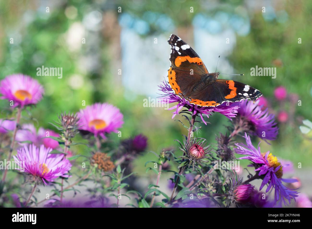 Un papillon assis sur une fleur sur un fond défoqué de la maison. Mise au point sélective Banque D'Images