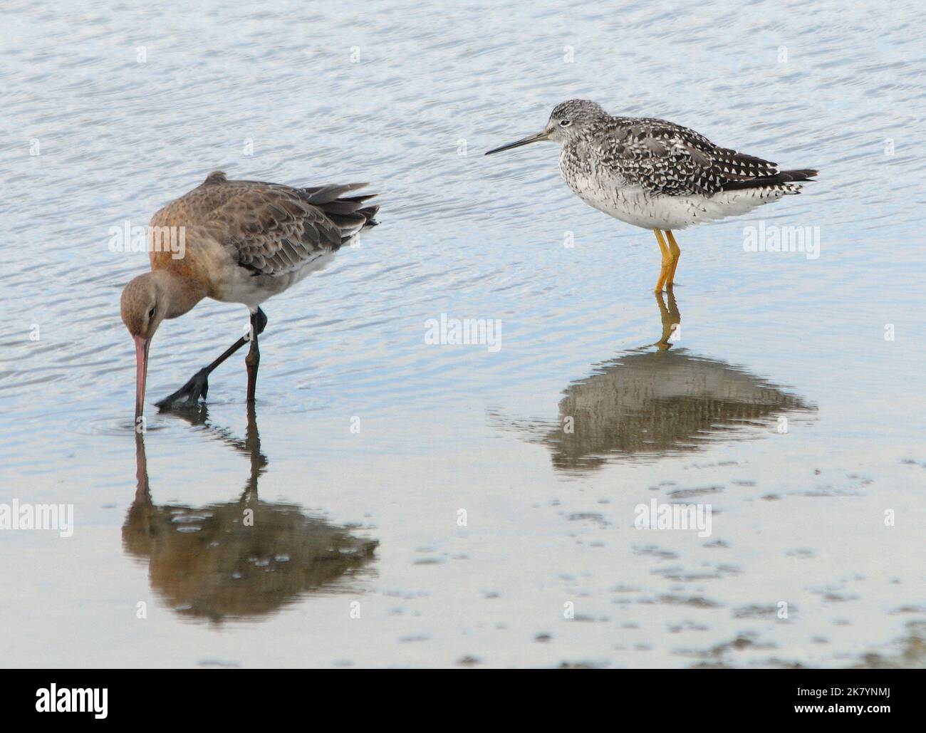 GREATER YELLOWLEG ET BLACKTAILED GODWIT, TICHFIELD HAVEN 2015 PIC MIKE WALKER Banque D'Images