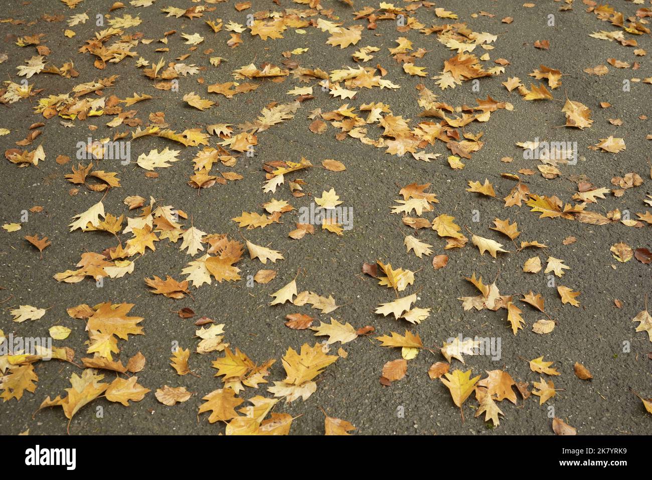 L'automne en Allemagne Banque D'Images