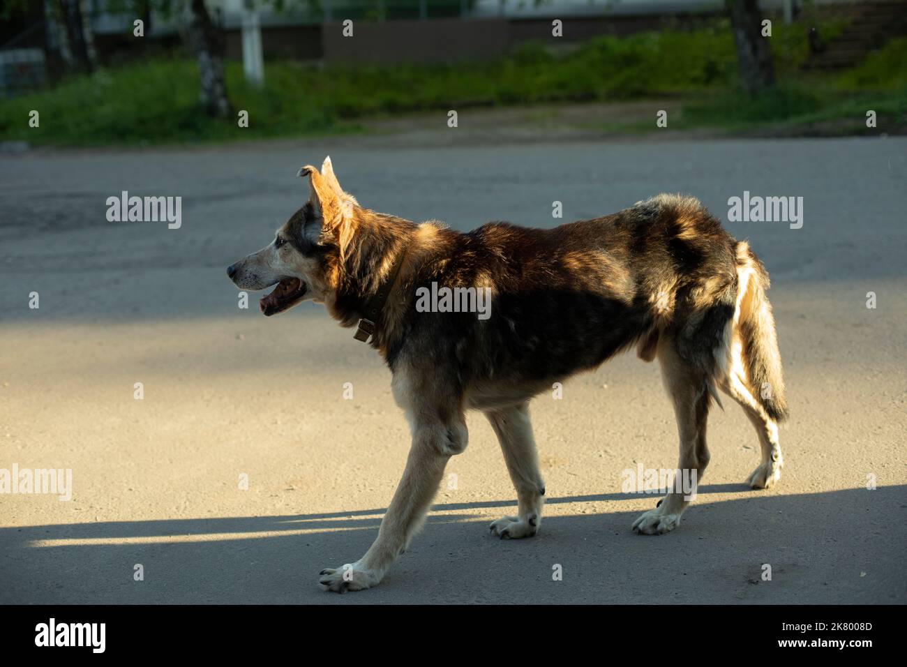 Chien errant dans la lumière du soleil. PET perdu. Animal mignon dans la rue. Chien est. Banque D'Images