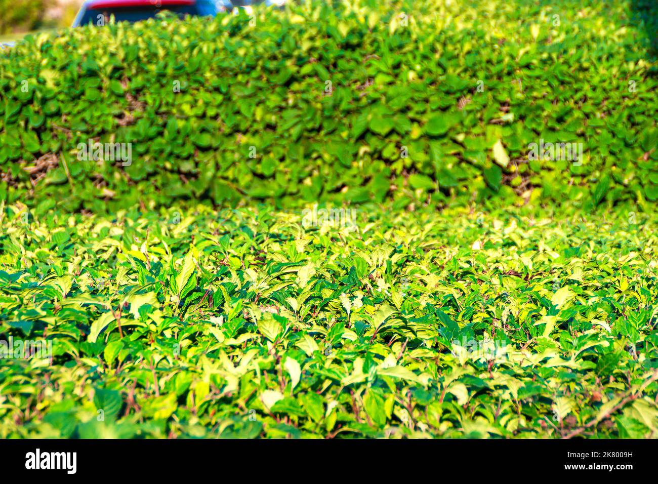 une taille de haie verte à différentes hauteurs sert d'abri des regards indiscrets, foyer sélectif Banque D'Images