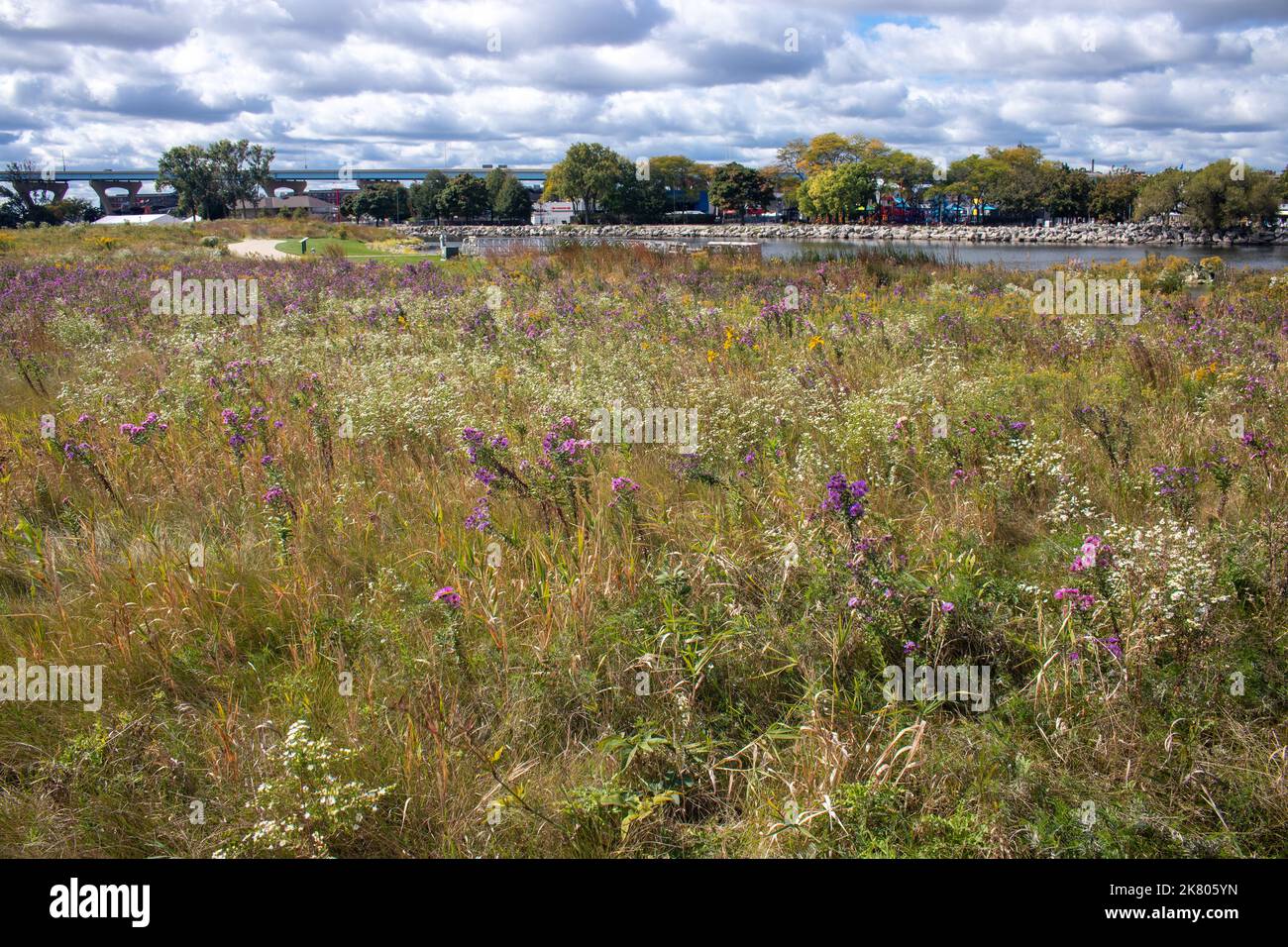 Belle prairie de fleurs sauvages. Une réserve située au parc national Lakeshore à Milwaukee, Missouri Banque D'Images