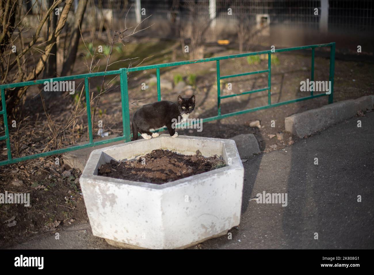 Cat dans la rue. Chat errant dans un lit de fleur. Animal sans propriétaire. Chat errant. Banque D'Images