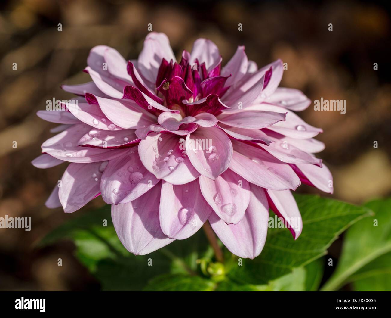 'Créme de Cassis' Anélide dahlia, Näckrosblommig dahlia (Dahlia x hortensis) Banque D'Images