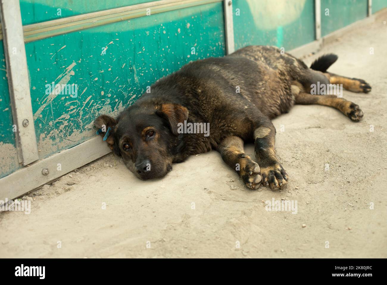 Chien noir errant. Chien dort sur l'asphalte. Animal en ville. Détails de la vie de l'animal. Banque D'Images