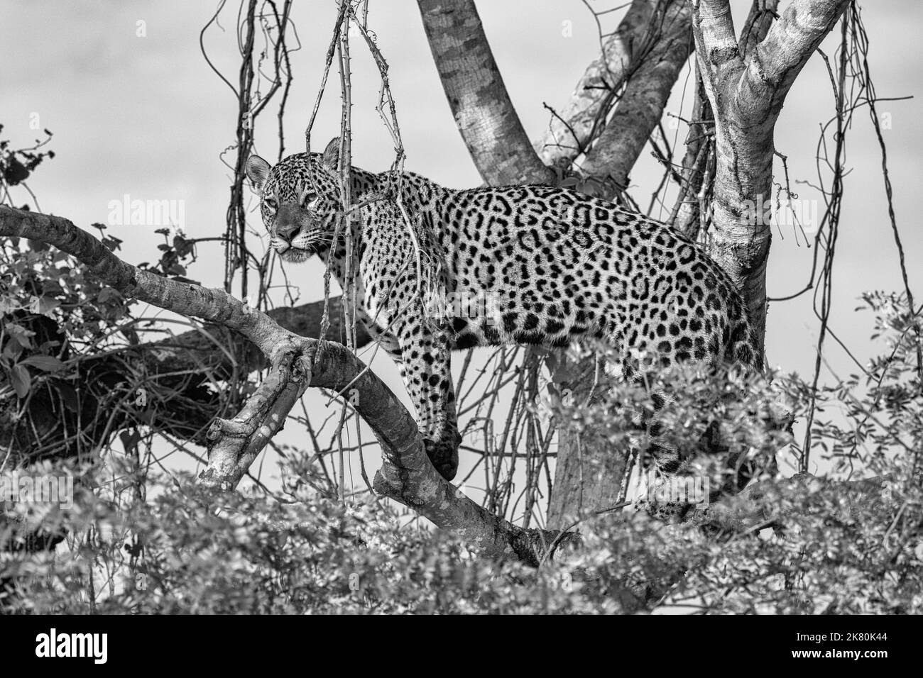 Jaguar haut dans un arbre surplombant la rivière tout en chassant dans le Pantanal - noir et blanc Banque D'Images