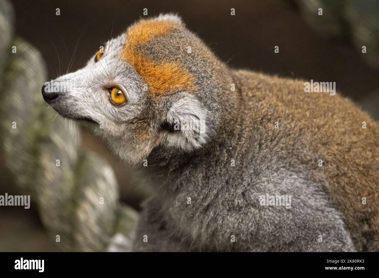 Lemur couronné (Eulemur coronatus) de Madagascar, un pays insulaire au large de la côte sud-africaine, au zoo d'Atlanta à Atlanta, en Géorgie. (ÉTATS-UNIS) Banque D'Images
