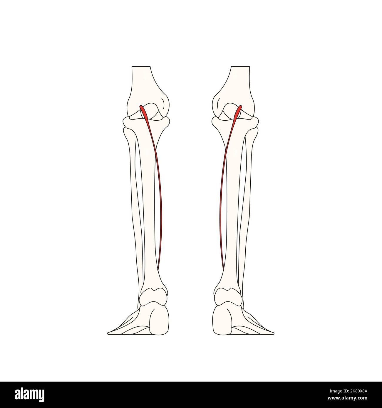 Anatomie humaine dessin musculus soleus Photo Stock Alamy