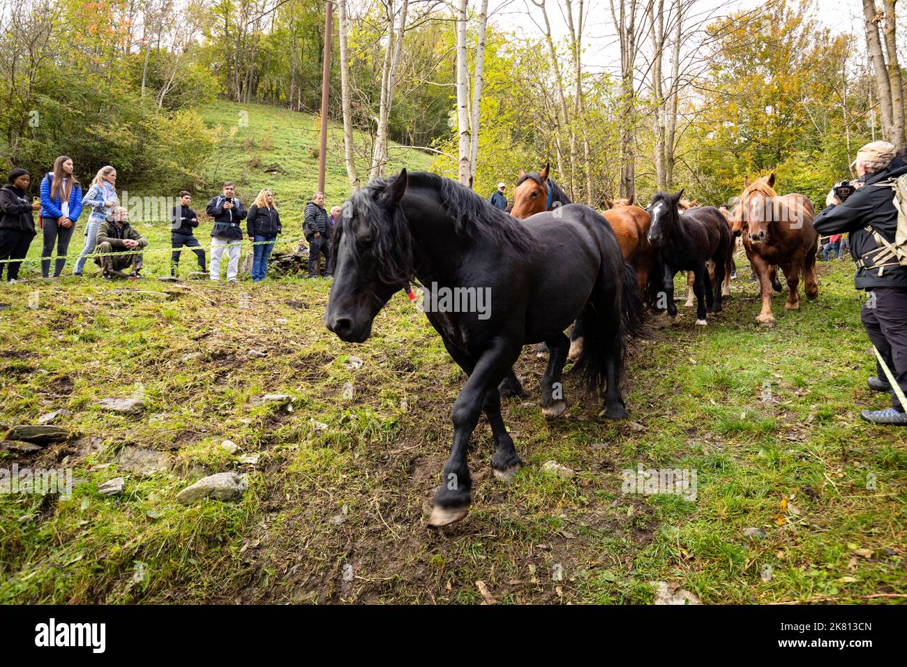 Stalion noir, mares et foals descendant. Tria de mulats d'Espinavell, El Ripollès, Gérone. Sélection de poulains nés dans les montagnes à vendre Banque D'Images