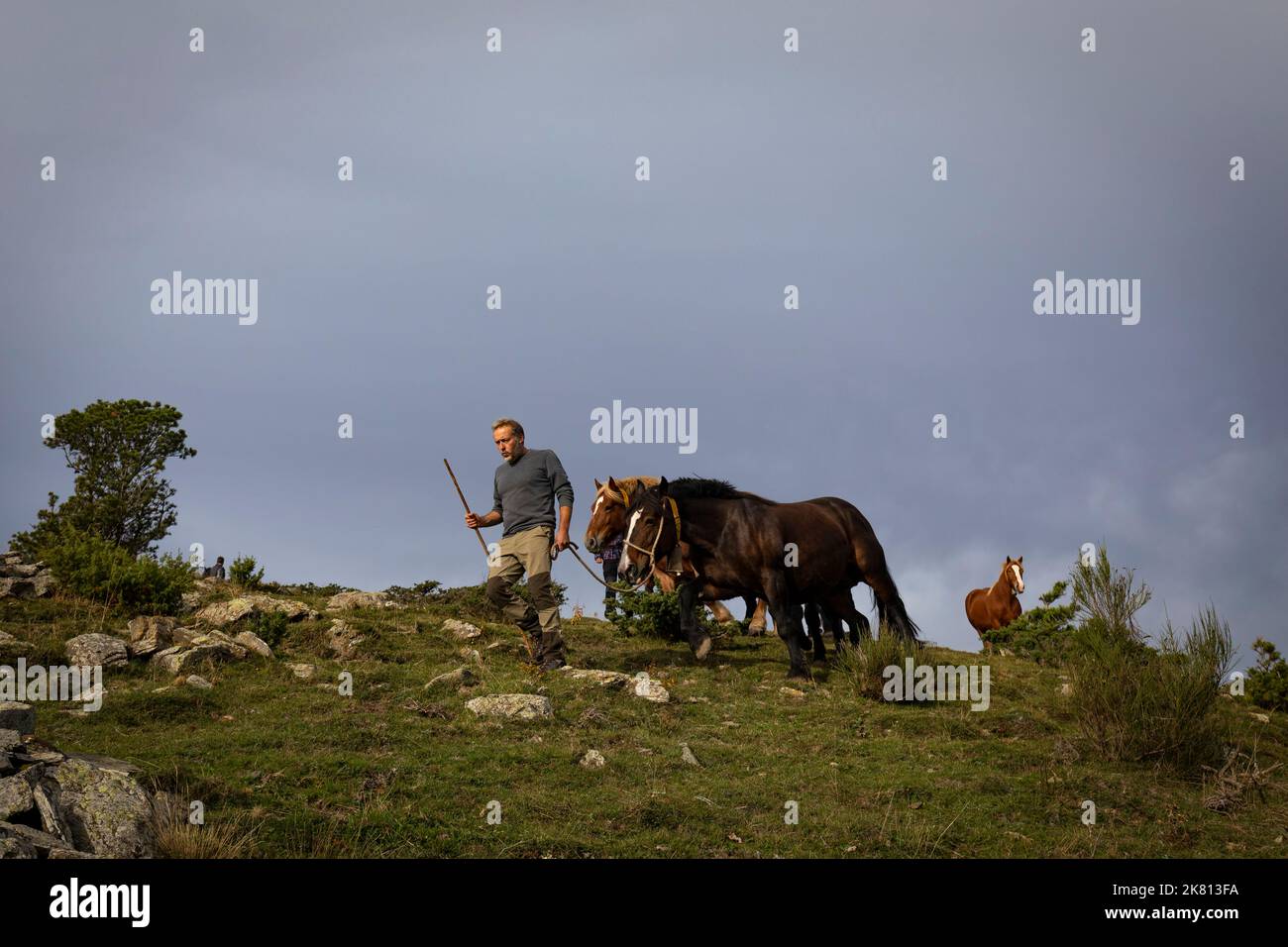 Mares, foals et cheval. Tria de mulats d'Espinavell, El Ripollès, Gérone. Sélection de poulains nés dans les montagnes à vendre dans la ville d'Espinavell. Banque D'Images