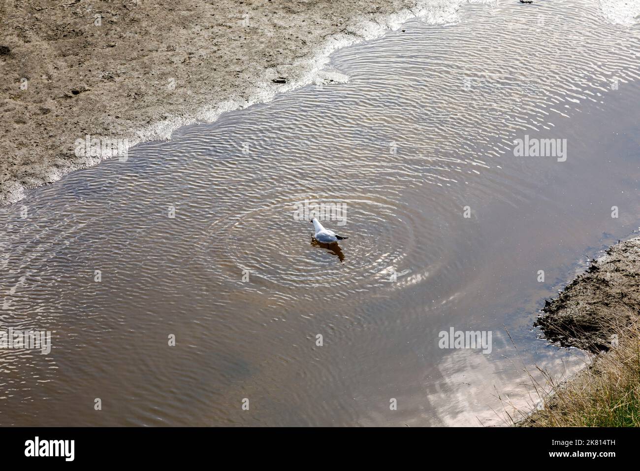 Gull prend un bain dans un tideway dans les vasières Banque D'Images