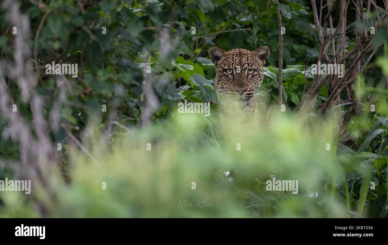 Un léopard se cachant dans l'herbe, photo prise lors d'un safari en Tanzanie Banque D'Images