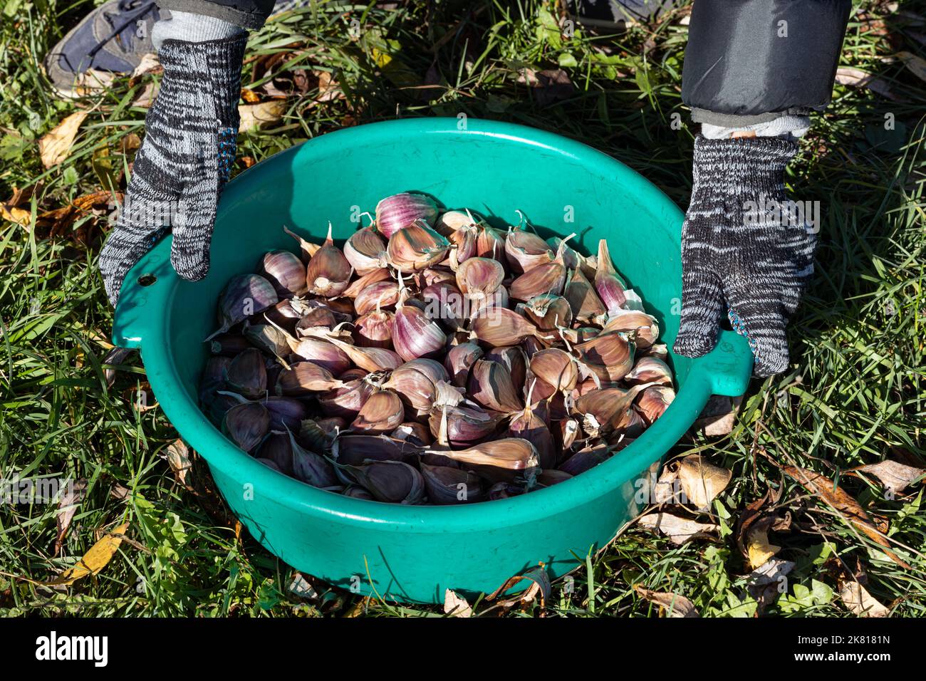 un fermier en gants cueille l'ail avec ses mains. fermier plantant l'ail. Banque D'Images