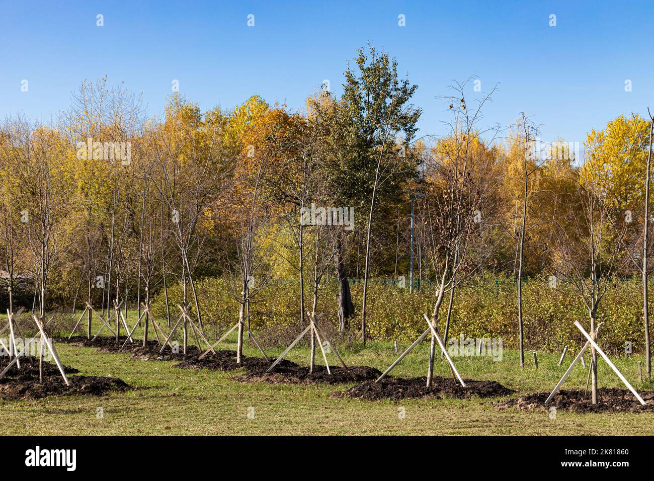 plantation de jeunes arbres dans le parc de la ville. plantation d'arbres. travaux de paysage. écologisation de la ville Banque D'Images