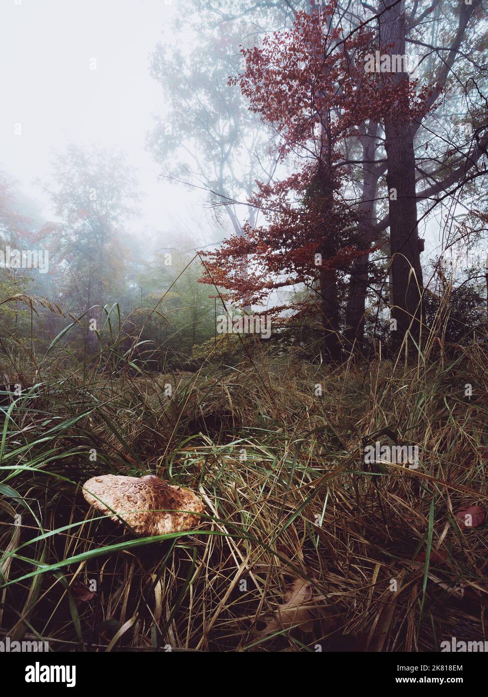 Mushroom brumeux dans un mornin brumeux dans la forêt de Hambach Banque D'Images