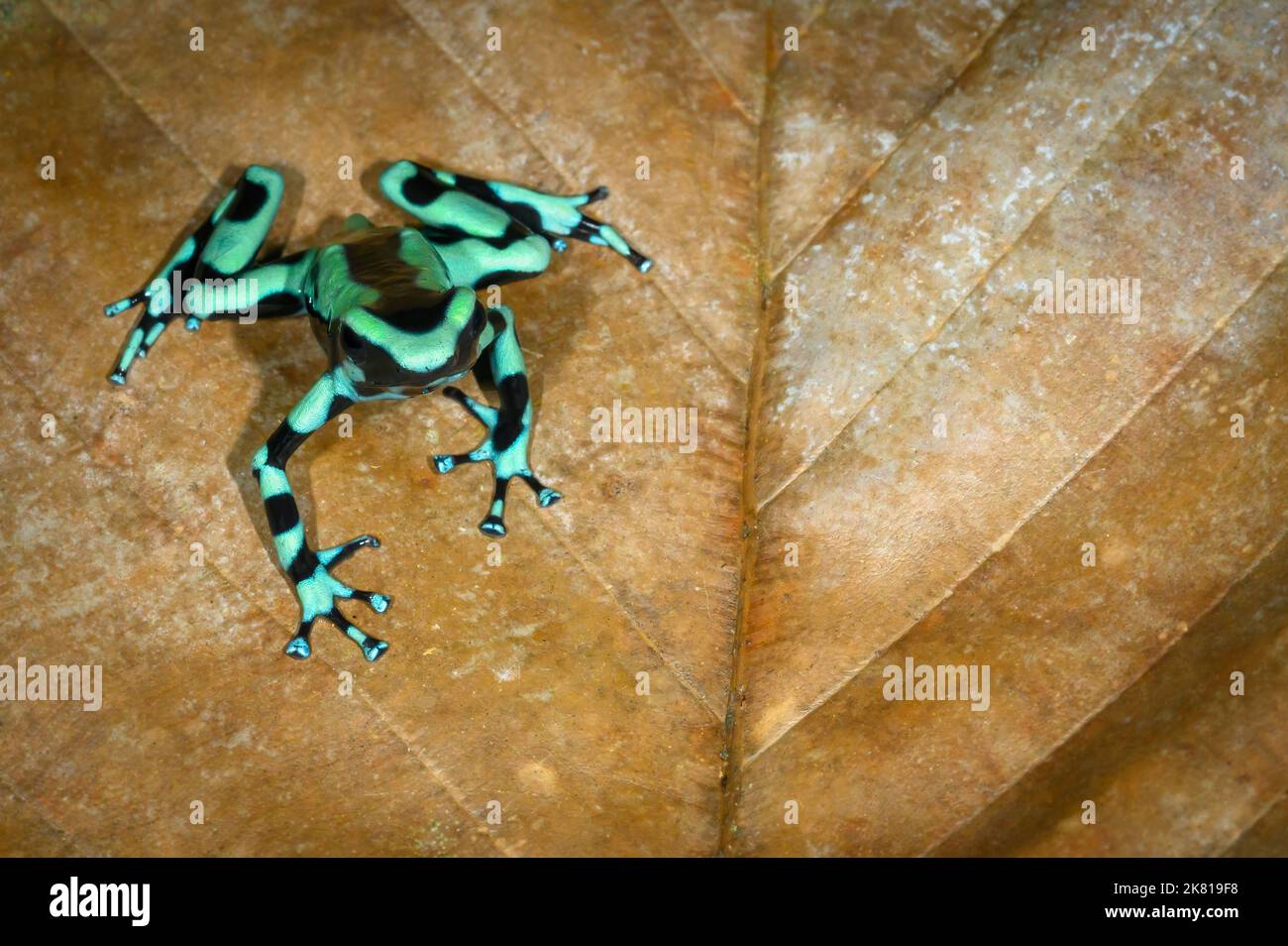 Grenouille verte et noire (Dendrobates auratus) sur une feuille morte, Costa Rica. Banque D'Images