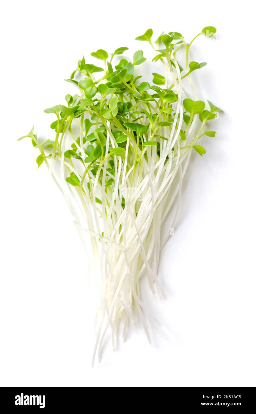 Bouquet de microverts de kale frais, chou frisé brut. Pousses vertes, plantules, cotylédons et jeunes plants de Brassica oleracea prêts à consommer. Banque D'Images