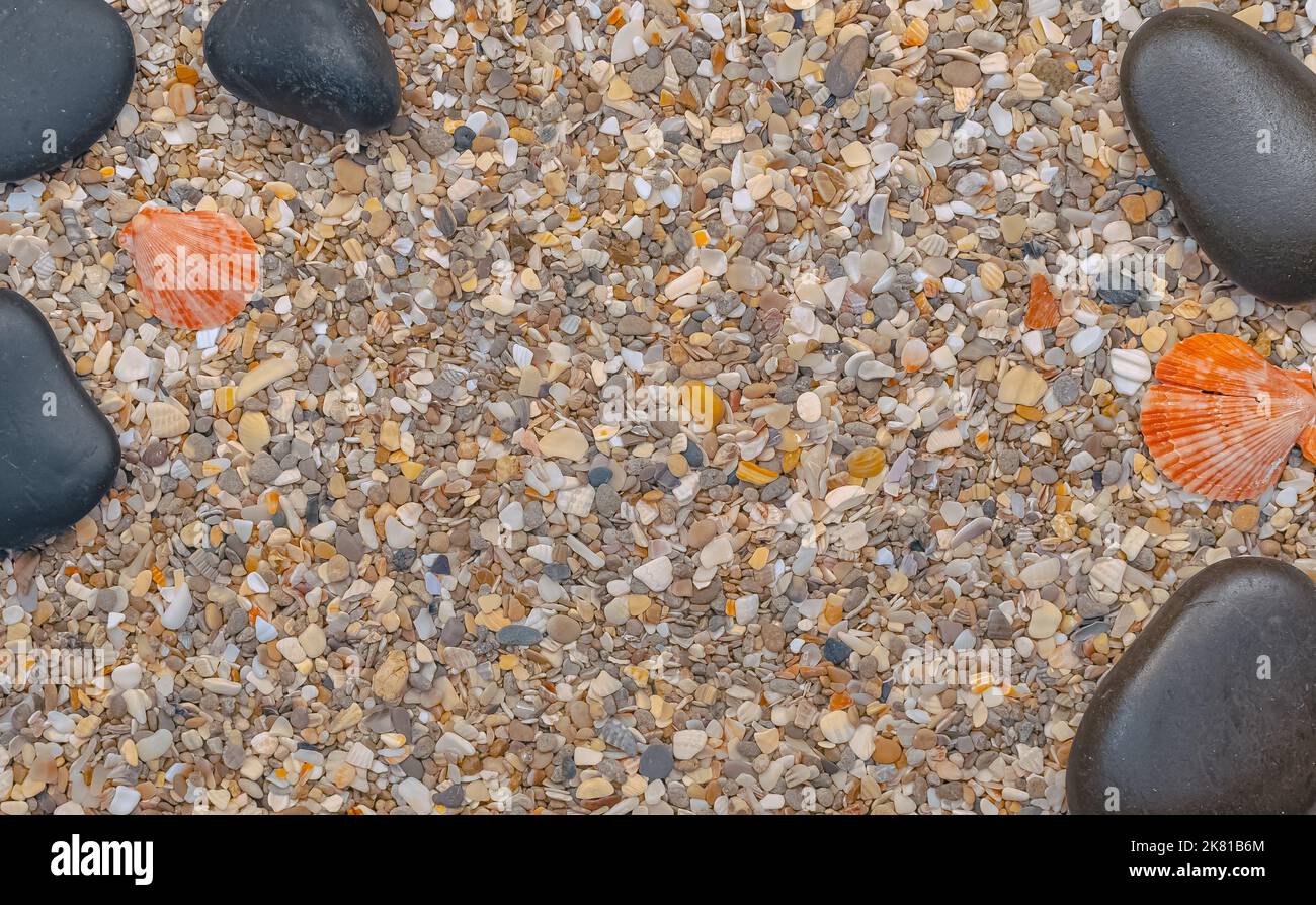 Coques sur fond fin sablonneux avec espace libre. Banque D'Images