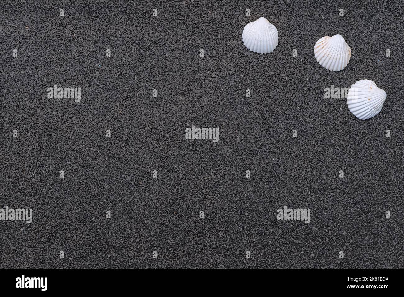 Coques sur fond fin sablonneux avec espace libre. Banque D'Images