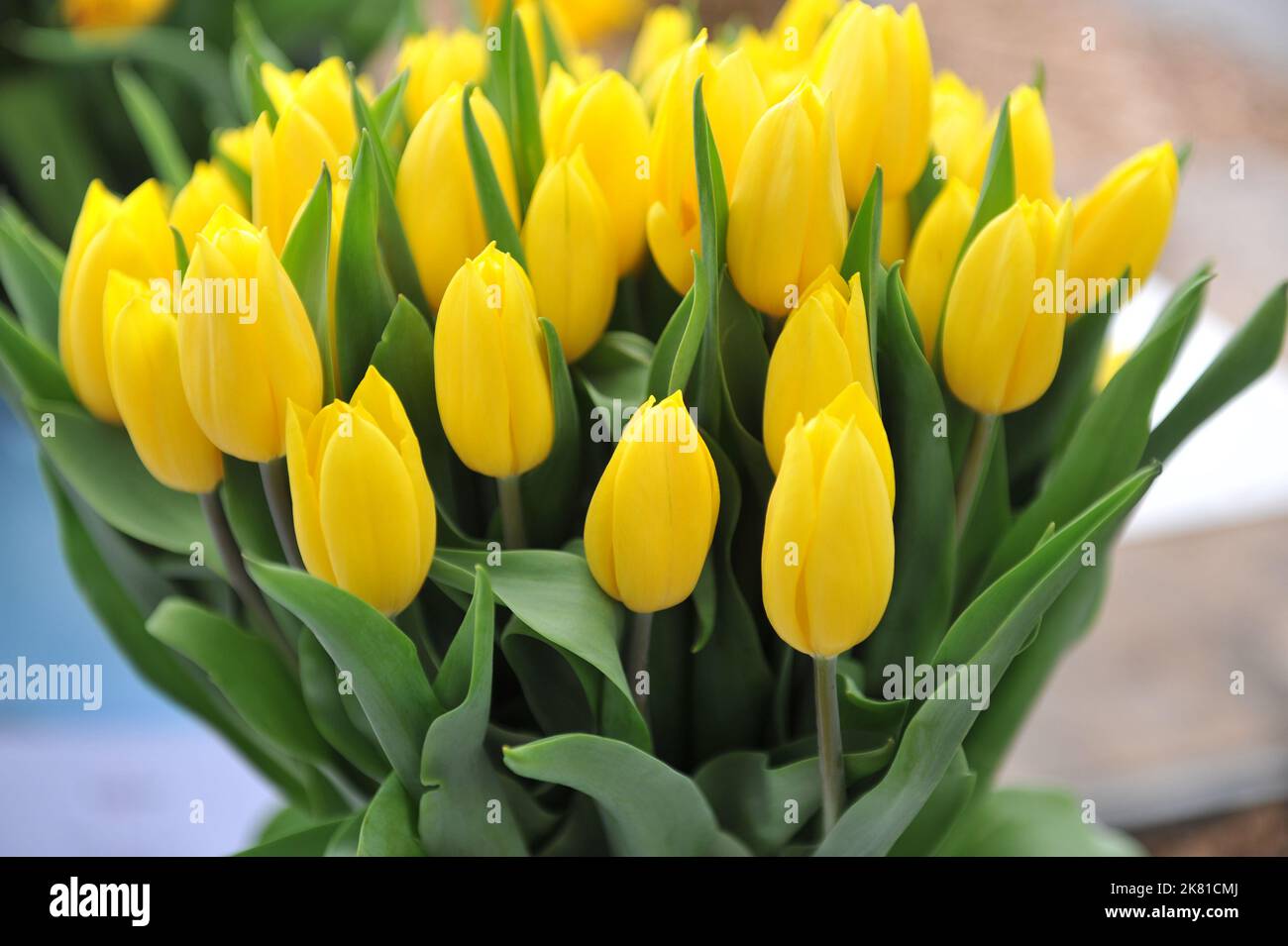 Un bouquet de tulipes de Triumph jaune (Tulipa) or fort dans un jardin en avril Banque D'Images