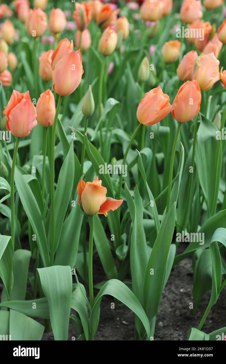 Orange Single tulipes tardives (Tulipa) magnifique fleur d'abricot dans un jardin en avril Banque D'Images