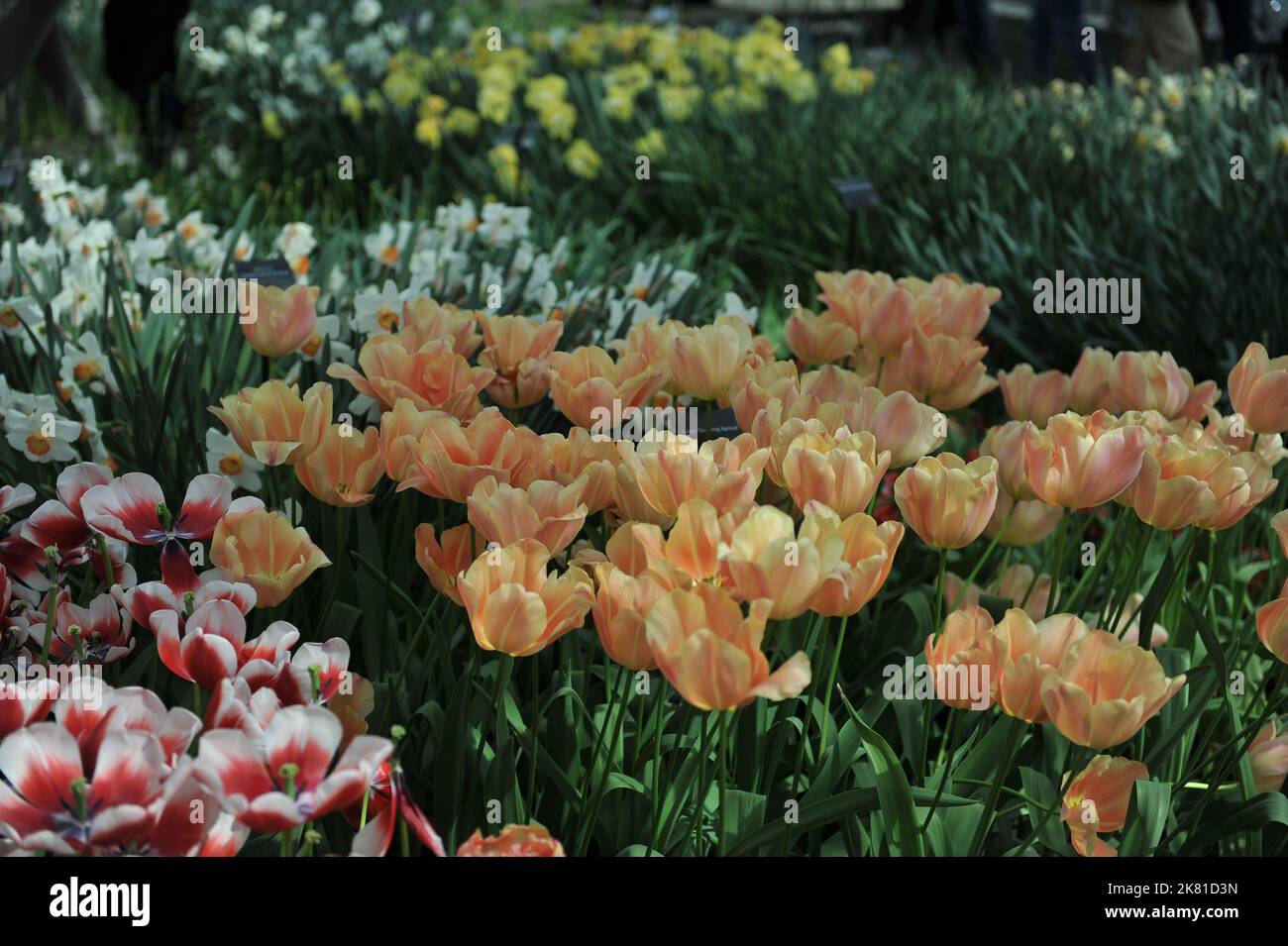 Orange Single tulipes tardives (Tulipa) magnifique fleur d'abricot dans un jardin en avril Banque D'Images