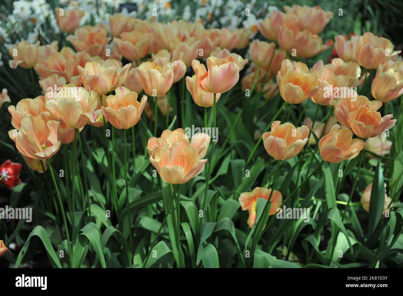 Orange Single tulipes tardives (Tulipa) magnifique fleur d'abricot dans un jardin en avril Banque D'Images