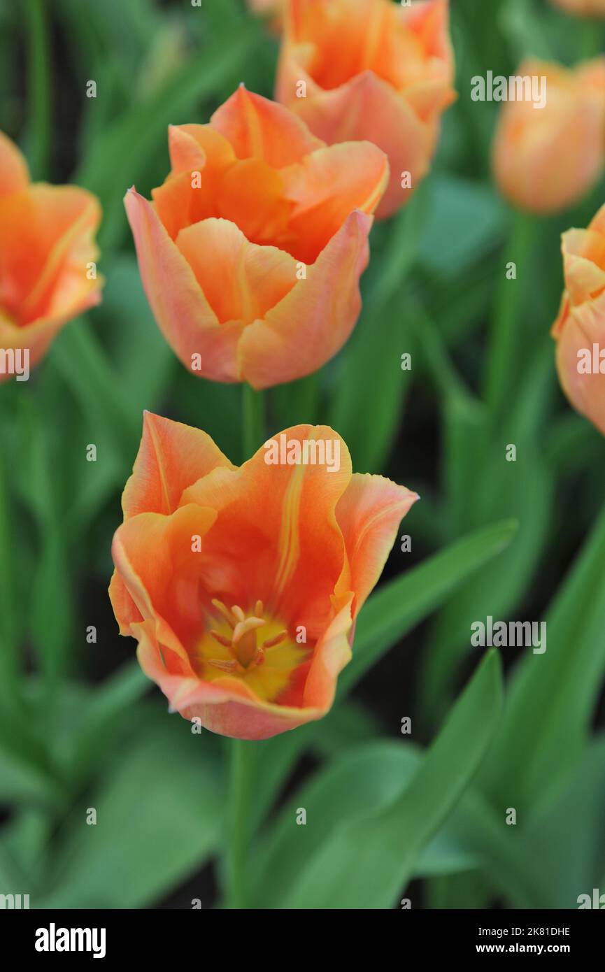 Tulipes de Triumph d'orange (Tulipa) magnifique fleur d'étoiles dans un jardin en avril Banque D'Images