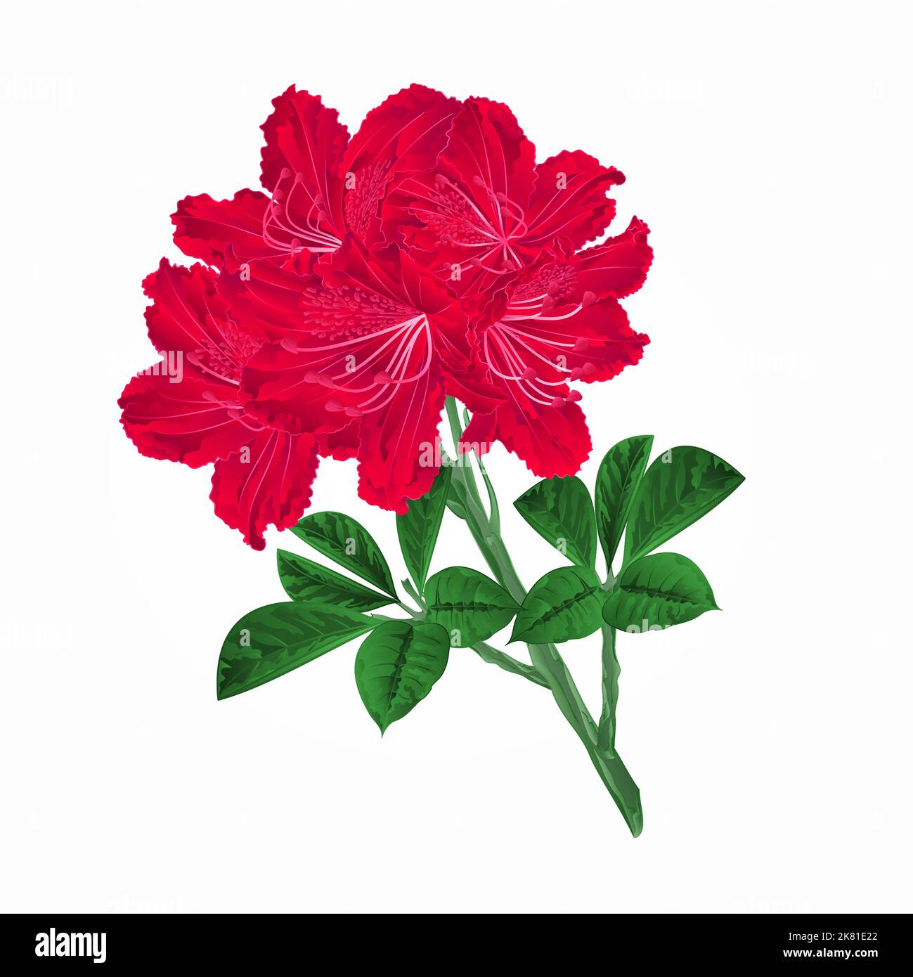 Fleurs rouge rhododendrons brindilles brindilles de montagne illustration vectorielle vintage Illustration de Vecteur