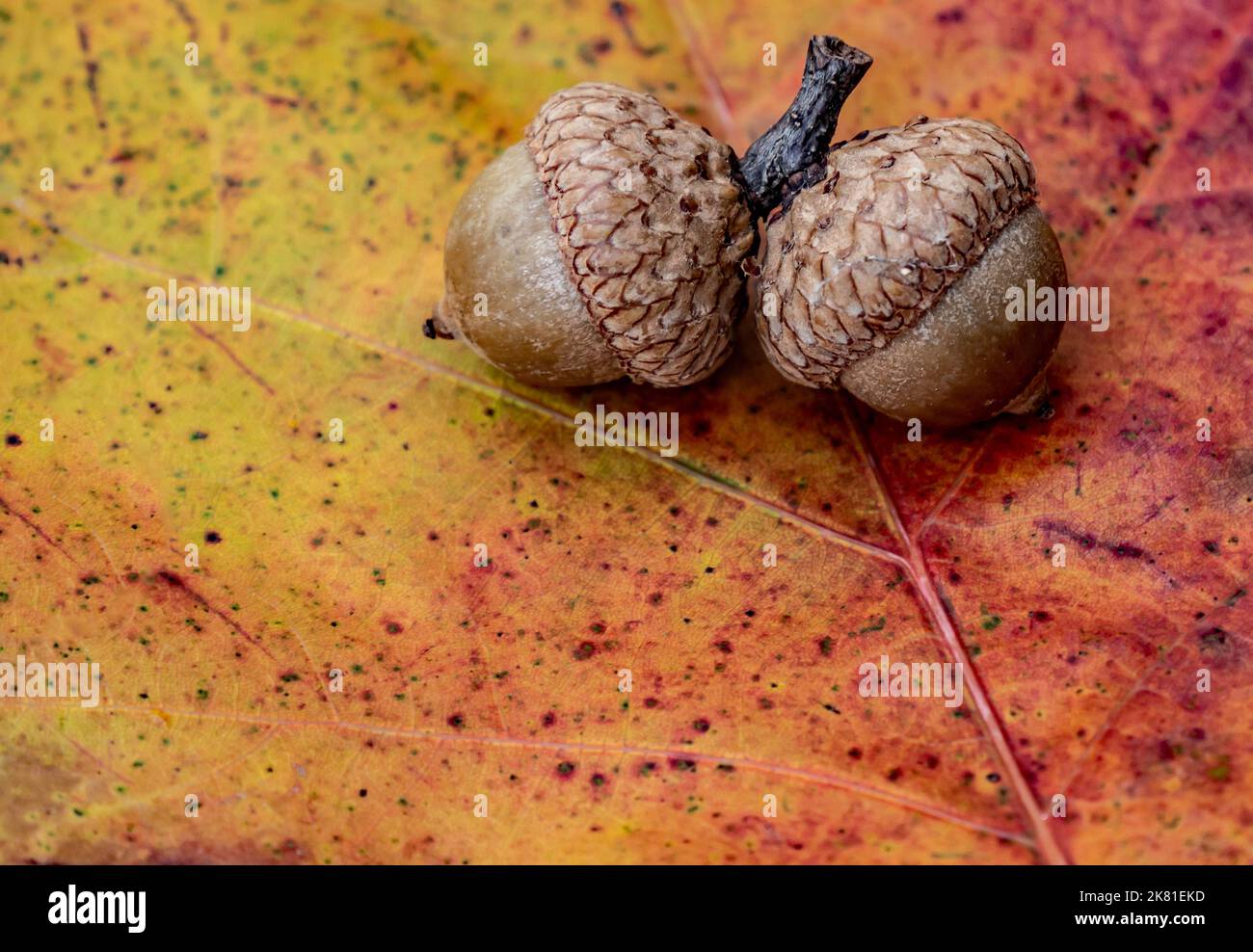 Gros plan de deux glands sur une feuille de chêne d'automne colorée par temps froid en octobre. Banque D'Images