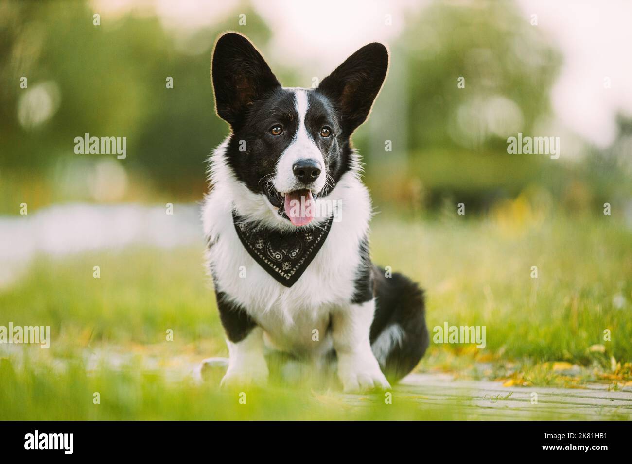 Funny Cardigan Welsh Corgi chien assis sur le chemin. Welsh Corgi est Un petit type de chien de troupeau originaire du pays de Galles. Gros plan Portrait Banque D'Images