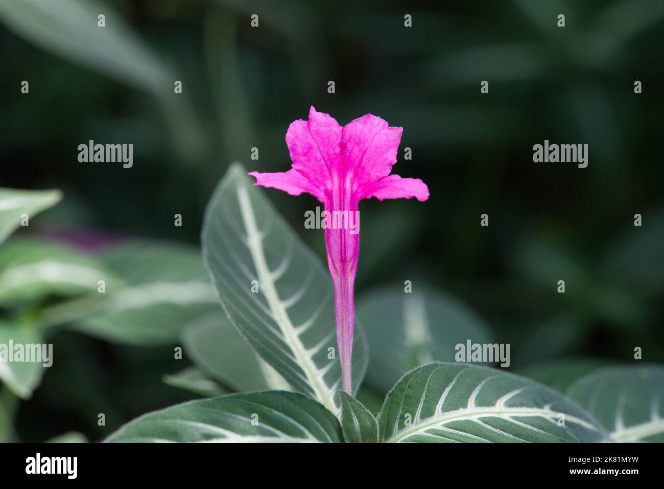 Kew Gardens Orchid Festival 2022 Banque D'Images