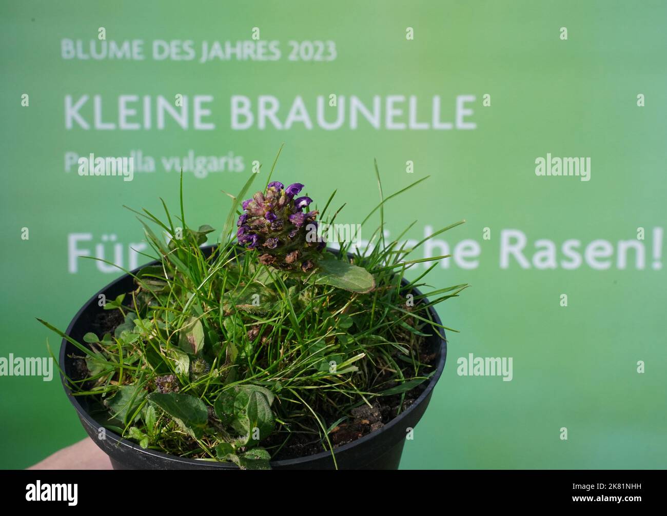 Hambourg, Allemagne. 20th octobre 2022. La petite Braunelle (Prunella vulgaris) se dresse devant une affiche avec l'inscription 'Fleur de l'année 2023' dans le jardin de Loki et la maison d'Helmut Schmidt dans le quartier de Langenhorn à Berlin. La petite Brownelle est la « fleur de l'année 2023 ». Avec cette élection, la Fondation Loki Schmidt veut attirer l'attention sur la perte rampante de plantes sauvages indigènes et appeler à la préservation de pâturages riches en espèces, de prairies, de pelouses et de chaussées. Credit: Marcus Brandt/dpa/Alay Live News Banque D'Images