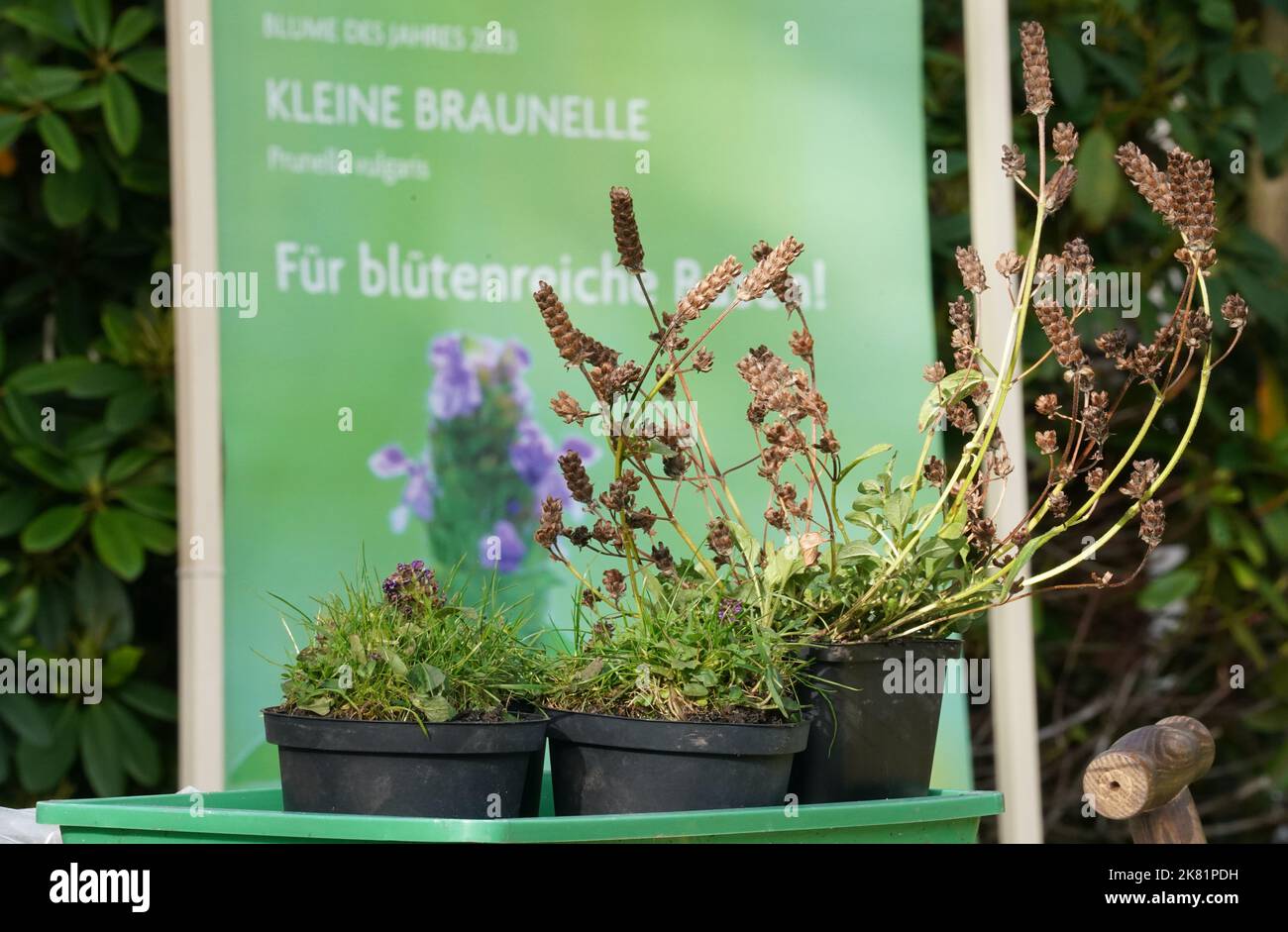 Hambourg, Allemagne. 20th octobre 2022. La petite Braunelle (Prunella vulgaris) se dresse devant une affiche avec l'inscription 'Fleur de l'année 2023' dans le jardin de Loki et la maison d'Helmut Schmidt dans le quartier de Langenhorn à Berlin. La petite Brownelle est la « fleur de l'année 2023 ». Avec cette élection, la Fondation Loki Schmidt veut attirer l'attention sur la perte rampante de plantes sauvages indigènes et appeler à la préservation de pâturages riches en espèces, de prairies, de pelouses et de chaussées. Credit: Marcus Brandt/dpa/Alay Live News Banque D'Images