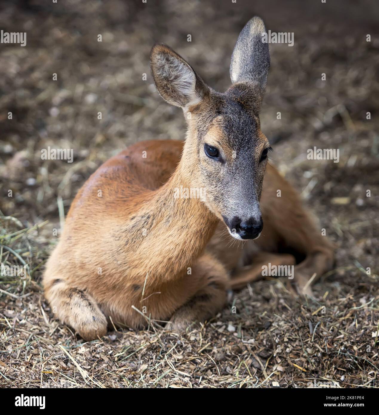 Les jeunes roe deers reposent sur le sol Banque D'Images