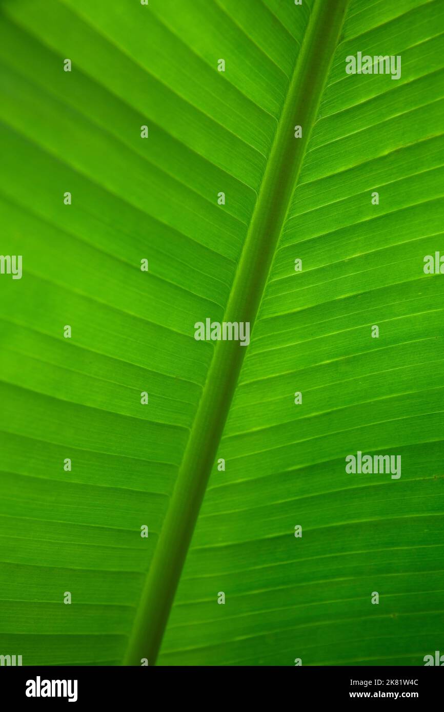 Motif feuilles de banane tropicale vert Banque D'Images