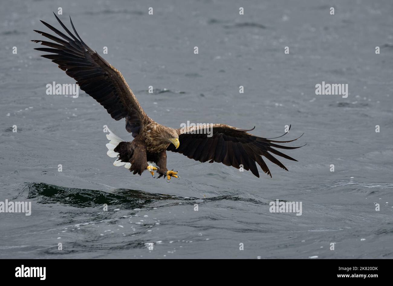 Un aigle à queue blanche de l'île de Mull se sobre avec élégance avec des ailes complètement déployées. Banque D'Images
