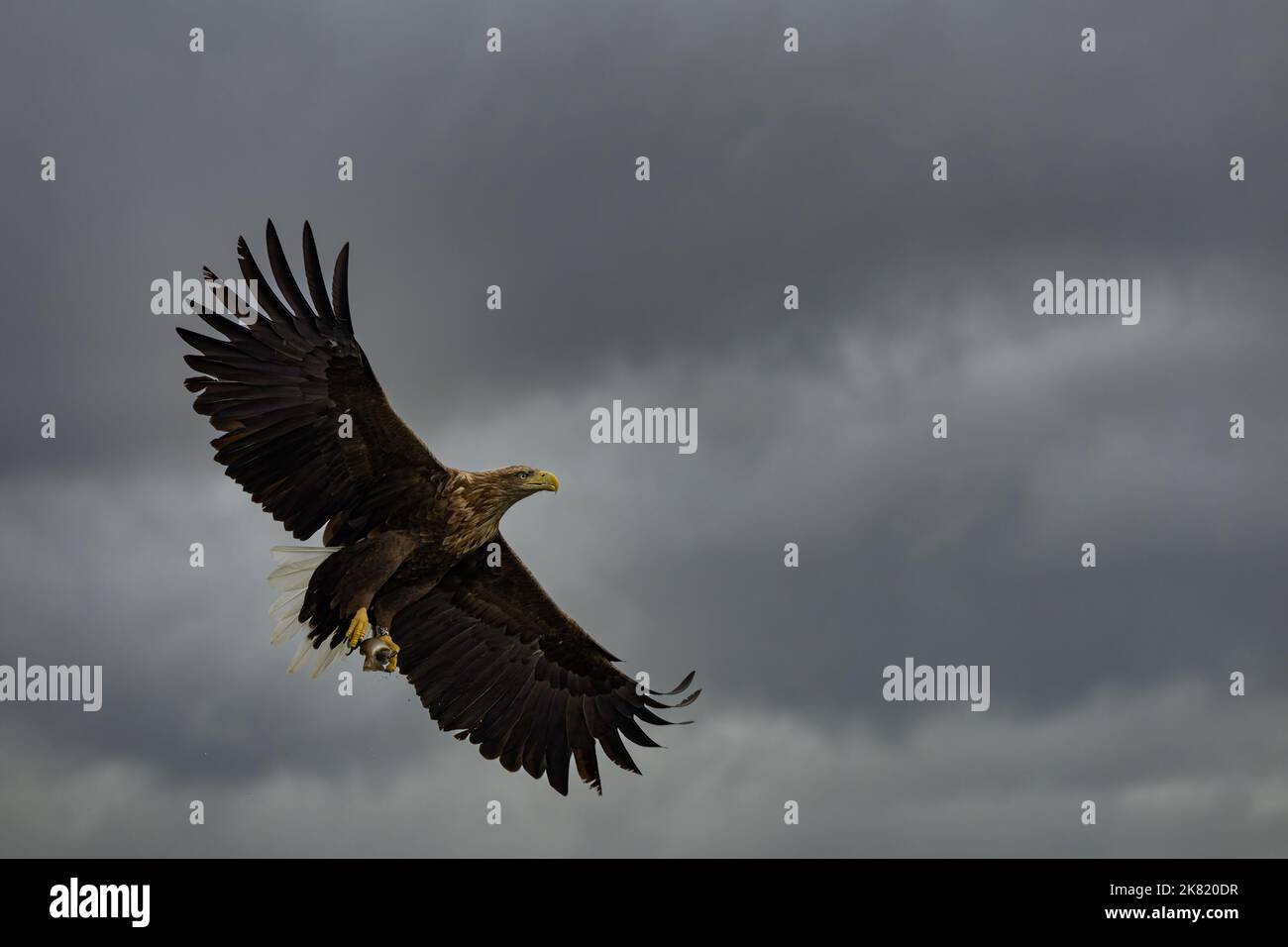Un aigle à queue blanche de l'île de Mull se sobre avec élégance avec des ailes complètement déployées. Banque D'Images