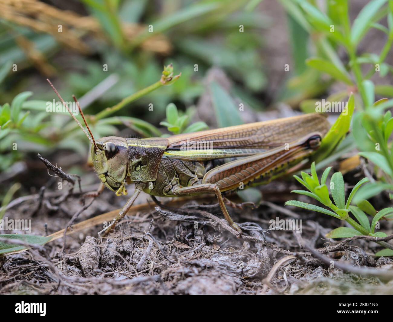 Le grand sauterelle des marais (nom latin: Stethophyma grossum) dans la réserve naturelle spéciale Gornje Podunavlje en Serbie Banque D'Images