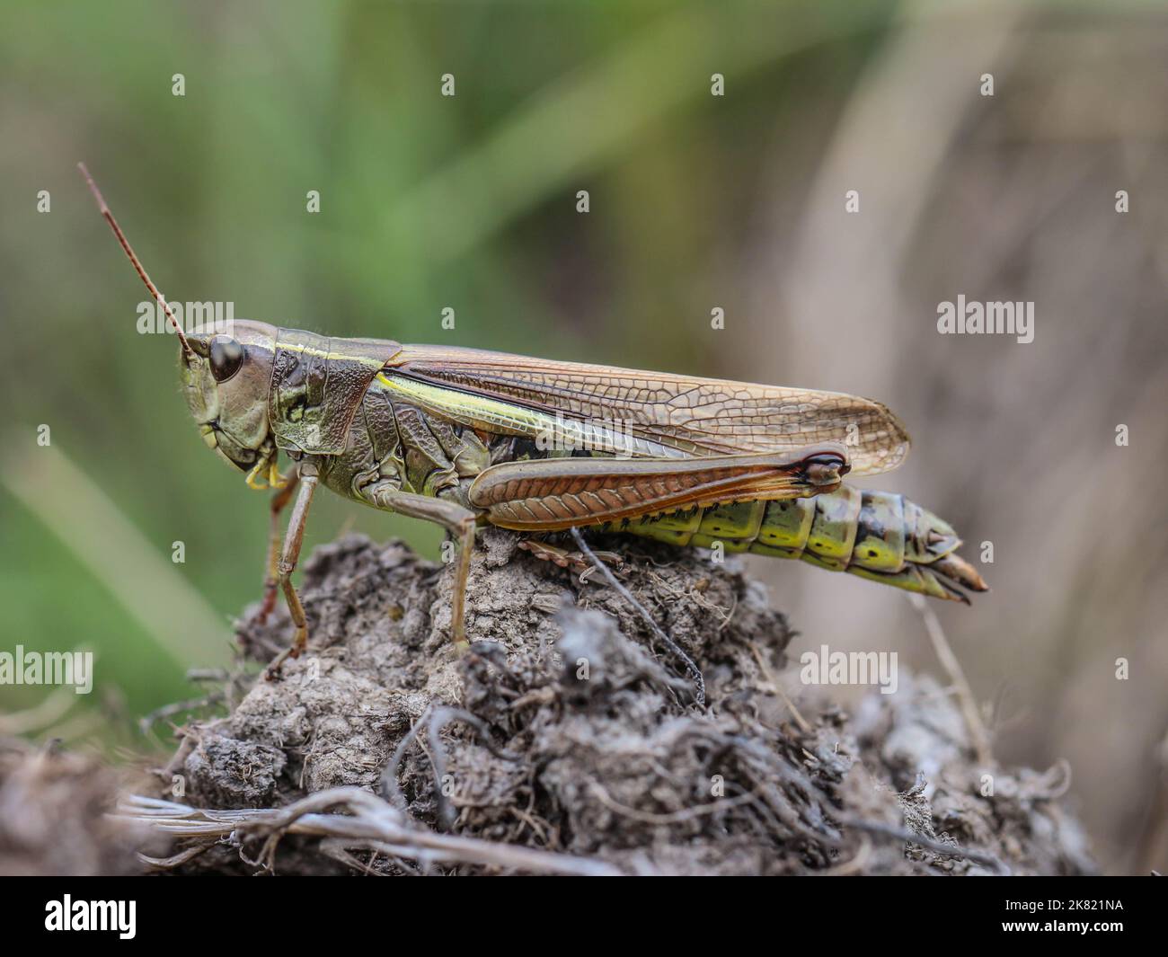 Le grand sauterelle des marais (nom latin: Stethophyma grossum) dans la réserve naturelle spéciale Gornje Podunavlje en Serbie Banque D'Images