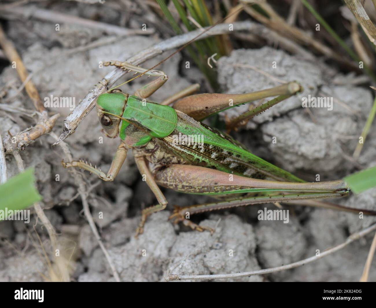 Femelle unique de l'ampière de guerre (Decticus verruciphorus) dans la réserve naturelle spéciale Gornje Podunavlje en Serbie Banque D'Images