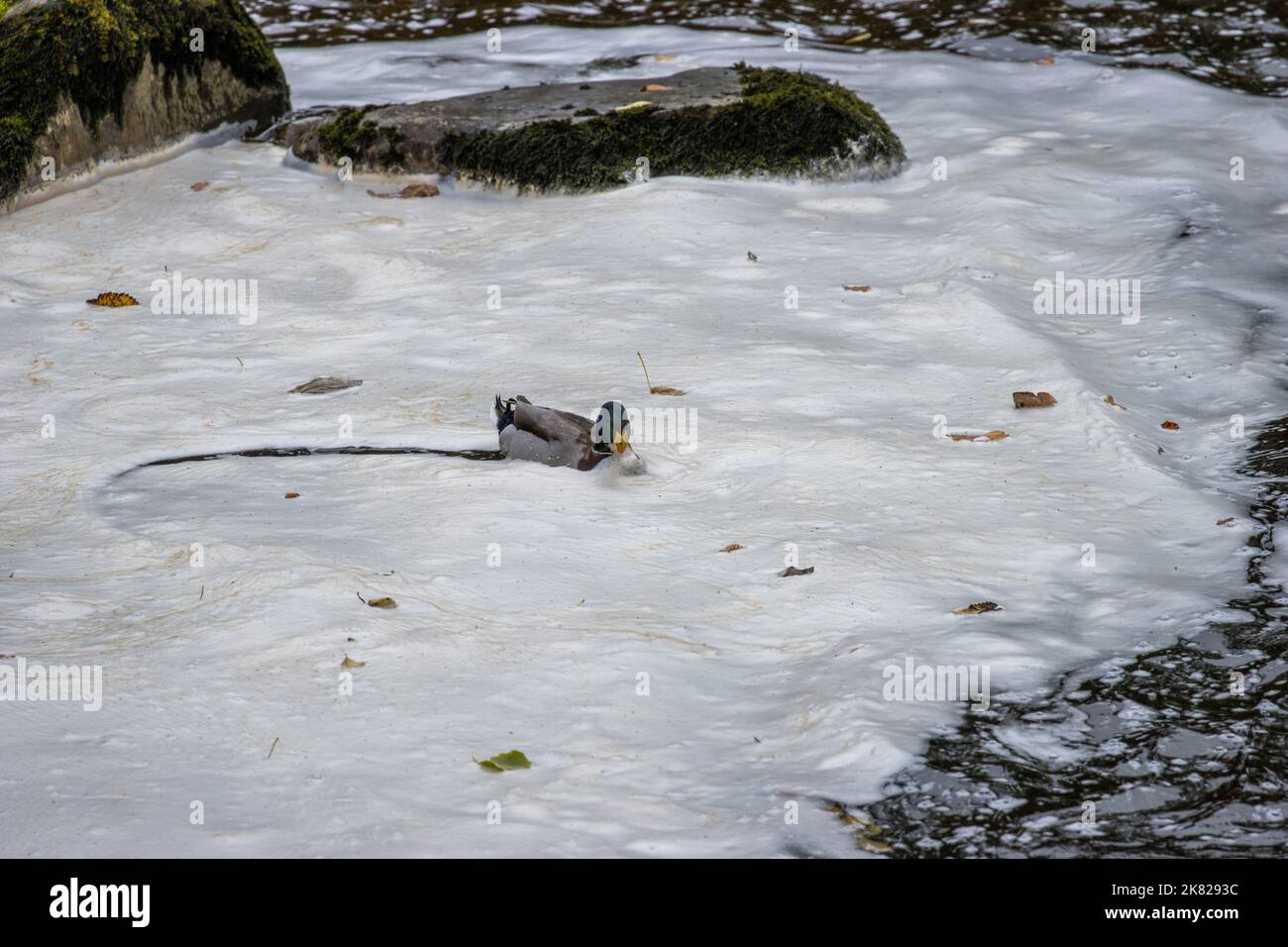 Canard colvert mâle (Anas platyrhynchos) nageant et se nourrissant dans la mousse naturelle de rivière causée par la matière organique dissoute agissant comme un s Banque D'Images