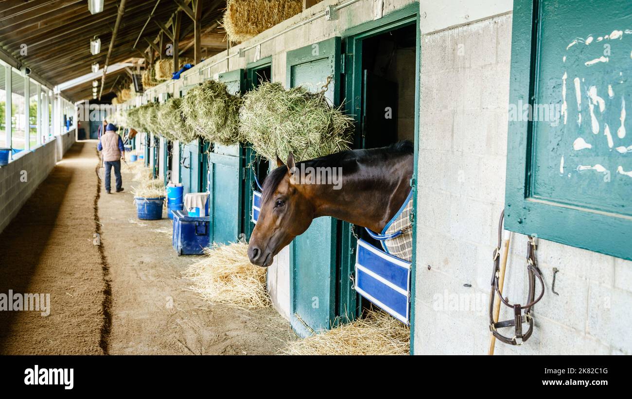 Écuries pour chevaux de course pur-sang à Lexington, Kentucky Banque D'Images