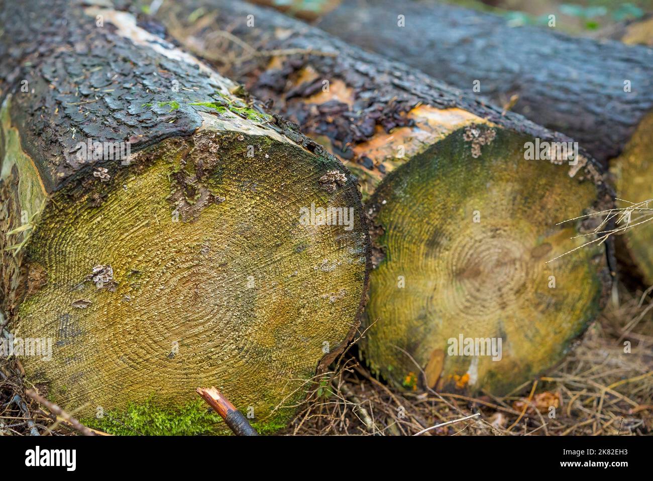 Industrie forestière au Royaume-Uni : gros plan de billes humides, coupées et empilées à l'extérieur dans les bois/forêts britanniques sous la pluie. Banque D'Images