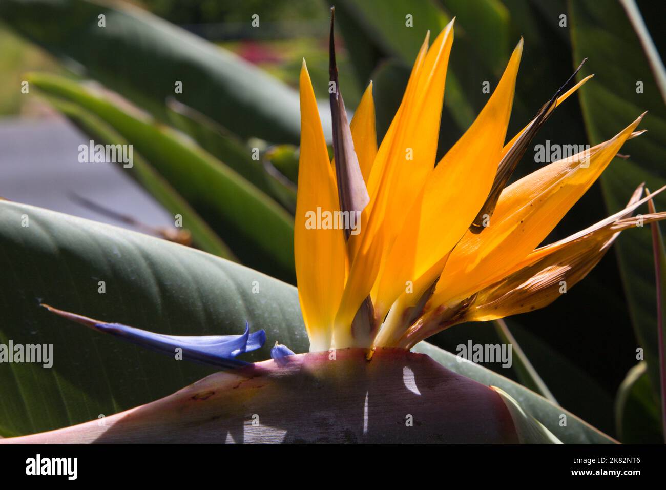 Portugal, Madère, Monte, jardin botanique, oiseau de fleur paradisiaque, strelitzia, Banque D'Images