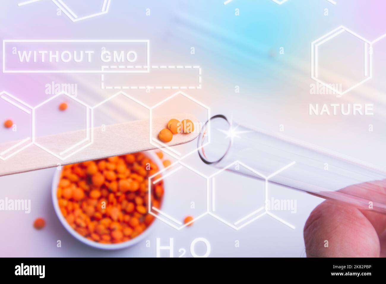 Recherche et développement de nouvelles variétés de semences. Sélection et sélection. Banque D'Images