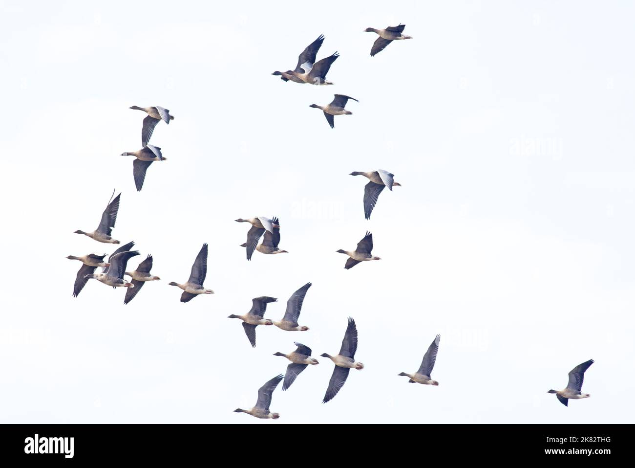 La Bernache à pieds roses (Anser barchyrhynchus) flock volant Norfolk UK GB octobre 2022 Banque D'Images