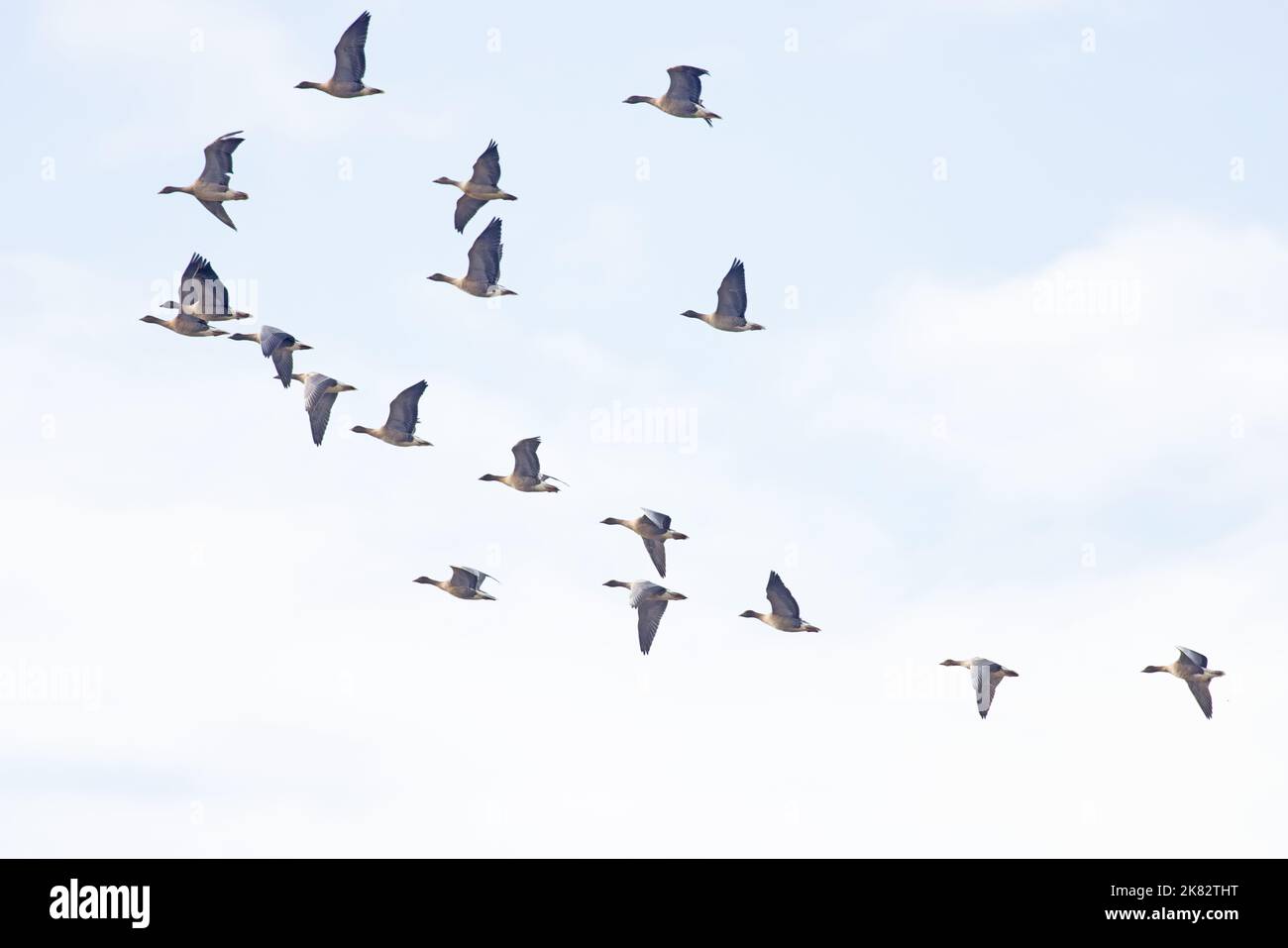 La Bernache à pieds roses (Anser barchyrhynchus) flock volant Norfolk UK GB octobre 2022 Banque D'Images