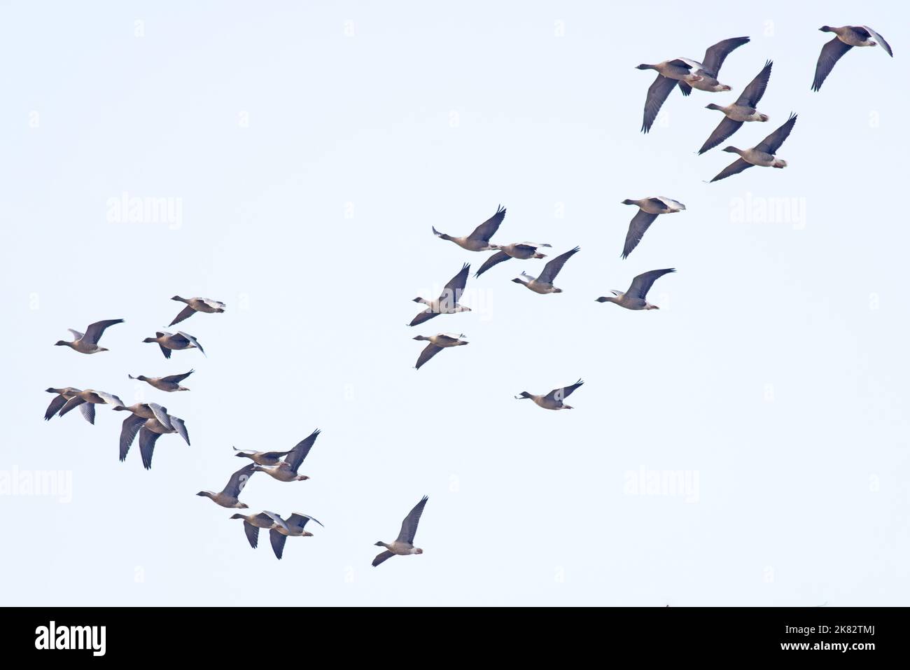 La Bernache à pieds roses (Anser barchyrhynchus) flock volant Norfolk UK GB octobre 2022 Banque D'Images